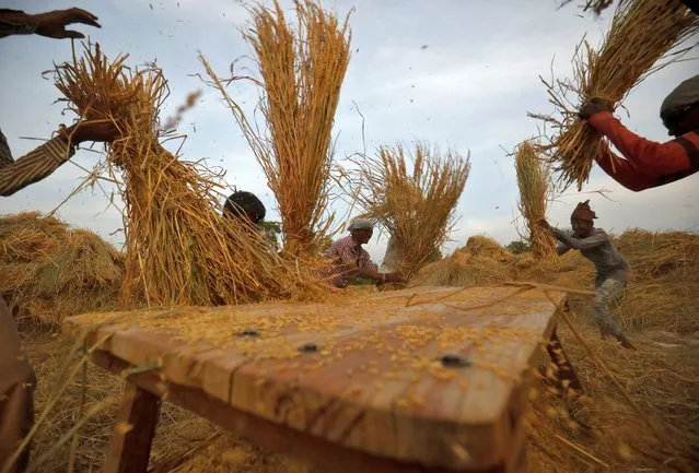 Men thrash paddy crop in a field on the outskirts of Ahmedabad, India, October 23, 2019. (Photo by Amit Dave/Reuters)