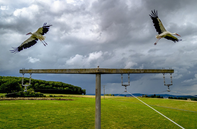 Storks start from a power pole on a field in Neu-Anspach near Frankfurt, Germany, Tuesday, July 23, 2024 as a thunder storm approaches. (Photo by Michael Probst/AP Photo)