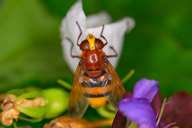 The Hornet Hoverfly (Volucella zonaria) is mimicking the European Hornet. The urban giant is being found in central and southern Europe, northern Africa, and Asia, including Japan. The species is not being found commonly everywhere in Europe. Taken in Brussels, Belgium, on July 24, 2024. (Photo by Jonathan Raa/NurPhoto/Rex Features/Shutterstock)