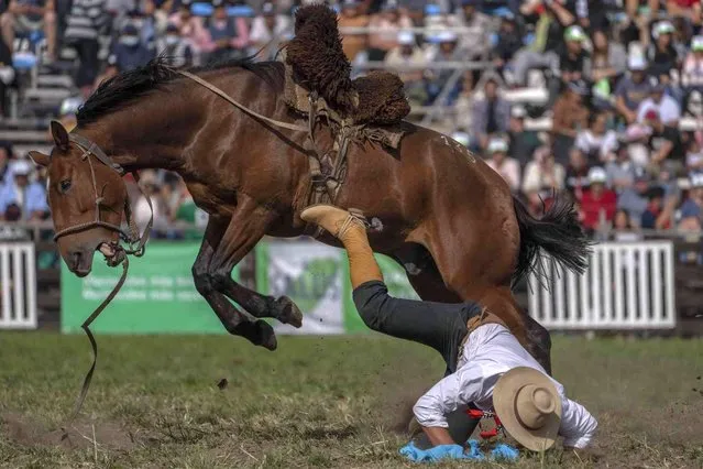 A gaucho falls from a horse during the “Criolla Week” rodeo in Montevideo, Uruguay, Thursday, April 14, 2022. Every April since 1925, the Criolla Week Festival is celebrated in Montevideo and gauchos arrive in the city and tame and ride wild horses. (Photo by Matilde Campodonico/AP Photo)
