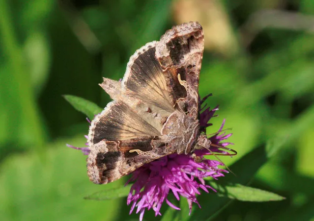 The silver Y moth (Autographa gamma), pictured, is a major component of the large night-flying insect migrants studied by radar in the new study, measuring migration annually over a region in south-central England monitored with specialized radar and a balloon-supported aerial netting system, scientists said, December 22, 2016. (Photo by Ian Woiwod/Reuters)