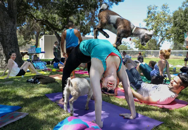 A baby goat climbs on Shawna Suydam as she participates in a goat yoga class in Glendale, California, USA, 20 May 2017. The trend of having small farm animals climb on yoga practitioners began in small towns in the US and has spread to the Los Angeles area. (Photo by Eugene Garcia/EPA)