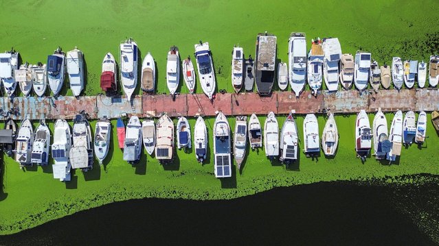 A drone image shows moored boats in the River Sava's inlet, where water has been covered with algae that thrive in warm and polluted environment in Belgrade, Serbia on September 2, 2024. (Photo by Djordje Kojadinovic/Reuters)