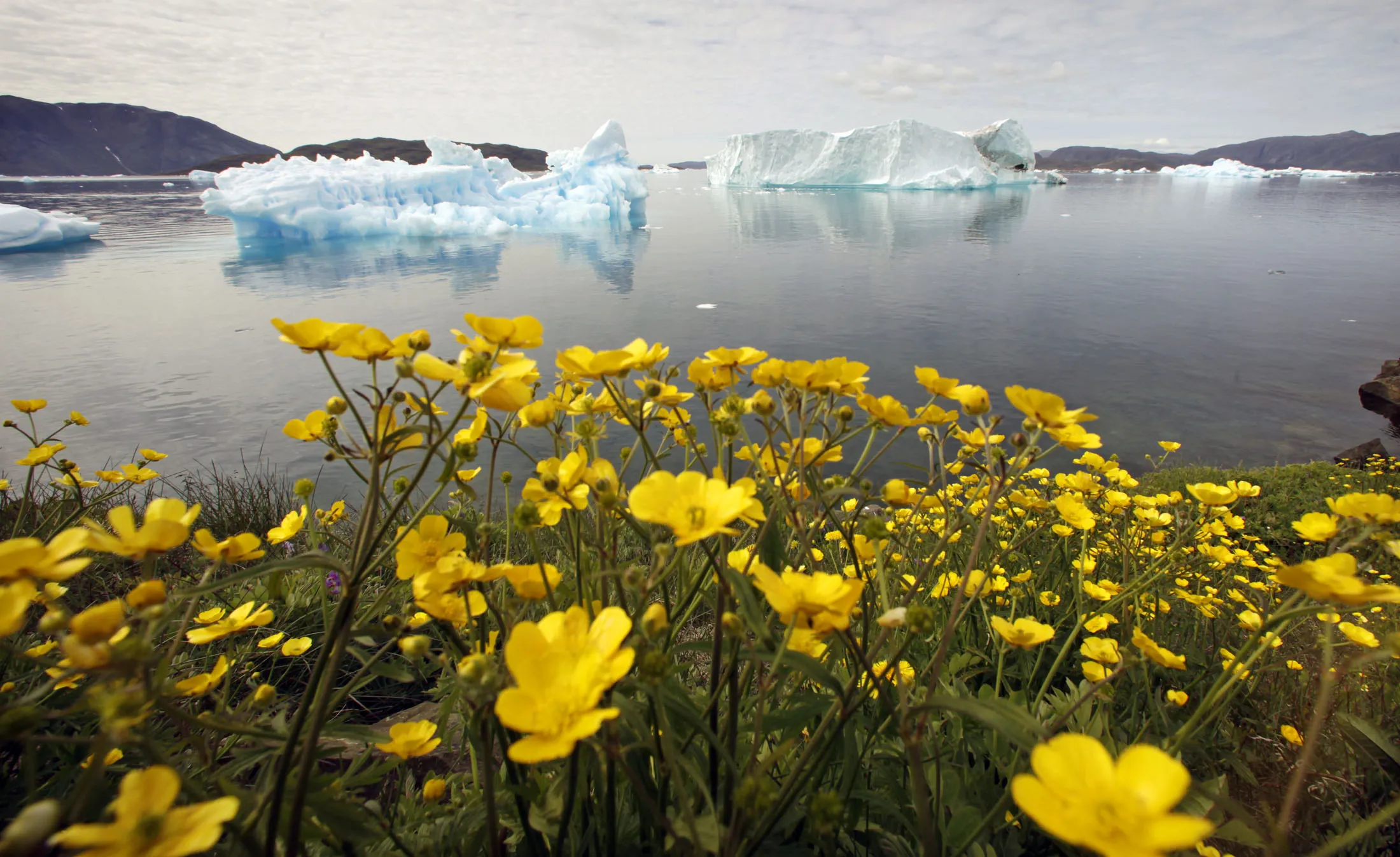 Северный полярный край. Гренландский национальный парк растения.