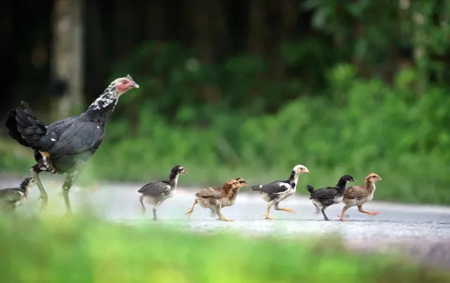 A hen and her chicks cross a street in the Malaysian village of Lui Barat November 9, 2005. (Photo by Bazuki Muhammad/Reuters)