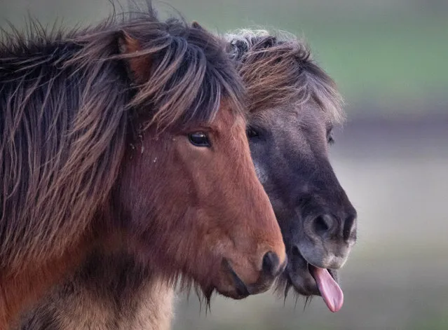 Two Iceland stallions stand together in a paddock of a stud in Wehrheim near Frankfurt, Germany, Wednesday, January 15, 2020. (Photo by Michael Probst/AP Photo)