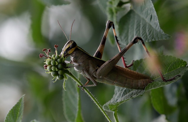 A Syrbula admirabilis grasshopper rests on a tree at the Yamuna biodiversity park in New Delhi, India, 16 October 2024. Syrbula admirabilis, known generally as admirable grasshopper, is a species of slant-faced grasshopper in the family Acrididae. Other common names include the handsome grasshopper and the handsome locust. (Photo by Harish Tyagi/EPA)