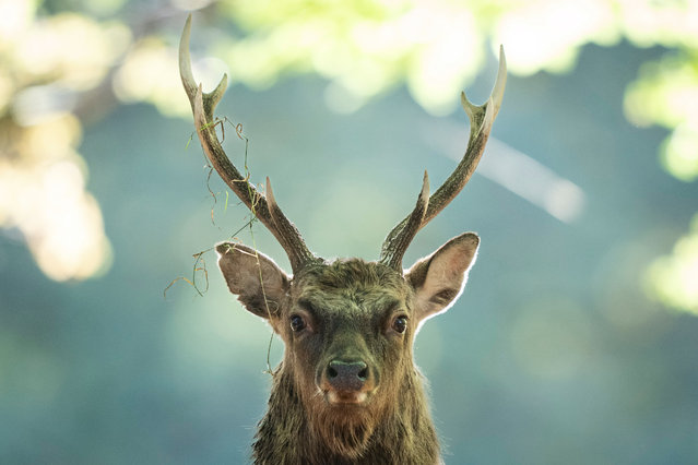 A Sika deer at the Jaegersborg Deer Park, in Klampenborg, north of Copenhagen, 15 October 2024. The sika deer, also known as the Northern spotted deer or the Japanese deer, is a species of deer native to much of East Asia. Jaegersborg Dyrehave represents an ancient Danish countryside, with old oak trees and large populations of red and fallow deer. (Photo by Thomas Traasdahl/EPA/EFE)