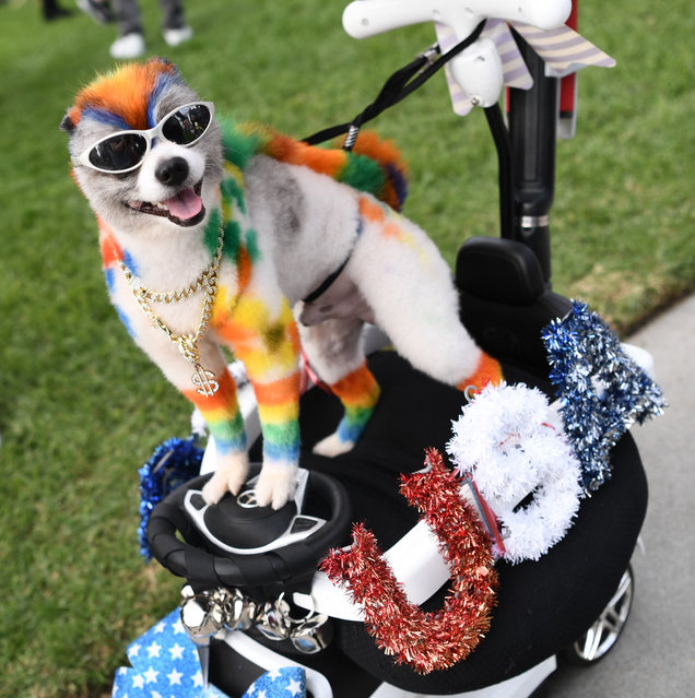 A dog dressed as a presidential candidate is seen during the Haute Dog Howl'oween Parade 2024 on October 27, 2024 in Long Beach, California. (Photo by Chelsea Guglielmino/Getty Images)