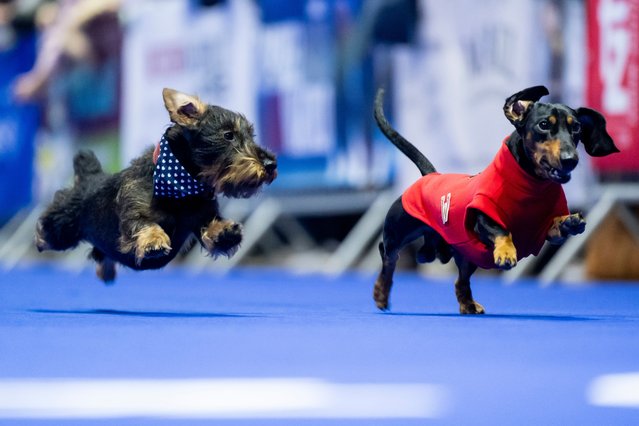 Dachshunds compete in the 2nd Munich Dachshund Race at the DogWorld Lifestyle Festival on November 3, 2024 in Munich, Germany. Dachshund owners across Germany are concerned over possible new legislation that could lead to the end of breeding and exhibiting of dachshunds. The legislation is aimed at ending the physical suffering of dogs originating from the gene combinations in their breeding. According to the VDH, Germany's biggest association of dog owners, the description of problematic physical attributes in the legislation, including a long body and short legs, would threaten the breeding of dachshunds, as well as other dog races including beagles, Cocker Spaniels and Welsh Pembroke Corgis. (Photo by Lennart Preiss/Getty Images)