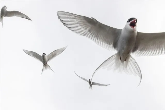 Arctic terns above the Snaefellsnes peninsula in western Iceland on June 23, 2022, where large colonies of the birds nest. (Photo by Jack Hill/The Times)