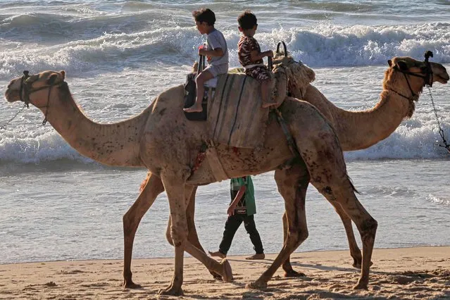 Palestinian children ride camels along the shores of the town of Rafah in the southern Gaza Strip, on June 15, 2022. (Photo by Said Khatib/AFP Photo)