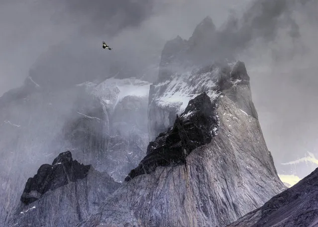 Andean condor in flight over mountain peaks by Ben Hall, UK. Gold award winner in the birds in the environment category. An Andean condor (Vultur gryphus) circles the thermals looking for prey in its dramatic habitat of Torres del Paine national park, Chile. (Photo by Ben Hall/2017 Bird Photographer of the Year Awards)