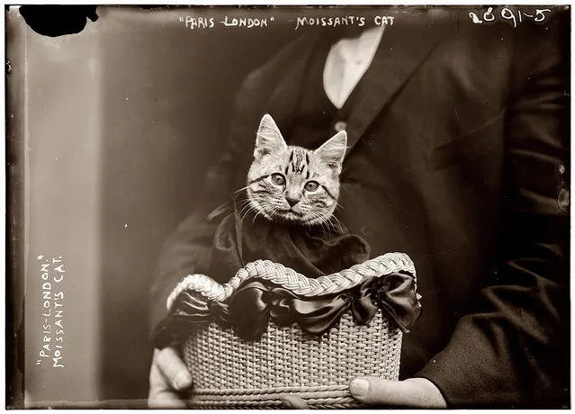 Paree the Flying Cat: 1910. In 1910, on the first airplane flight across the English Channel to carry a passenger, American aviator John Moissant flew from Paris to London accompanied by both his mechanic and his cat, named either Mademoiselle Fifi or Paree, depending on which newspaper you believe. Later that year Moisant died in a crash near New Orleans.