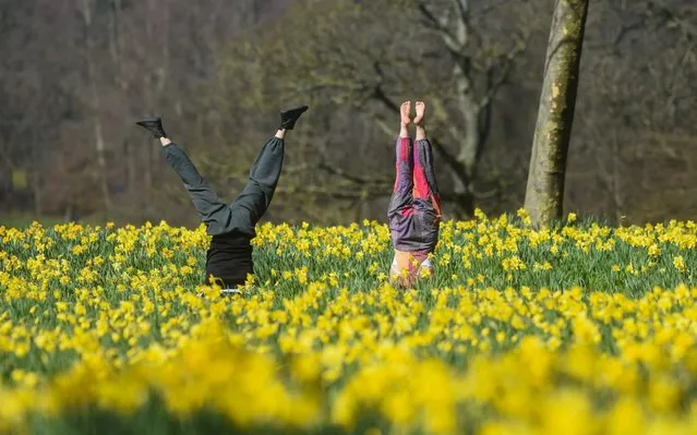 A couple do a handstand among the daffodils in Sefton Park in Liverpool, England on March 25, 2020. (Photo by Iain Watts/Mercury Press)