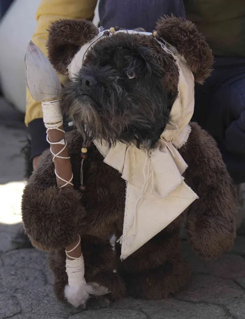 A dog dressed as an Ewok from the movie series Star Wars competes in a costume contest at an event celebrating the feast day of Saint Roch, the patron saint of dogs, in La Paz, Bolivia, Tuesday, August 16, 2022. (Photo by Juan Karita/AP Photo)