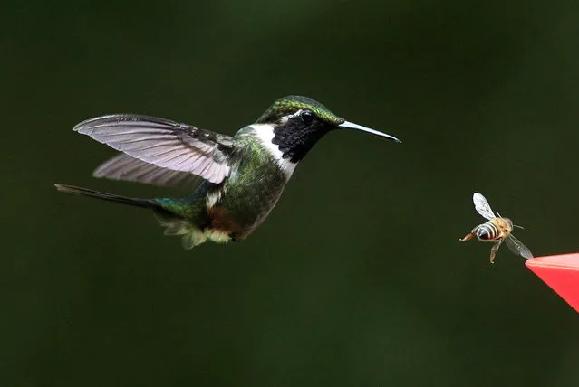 A hummingbird flies next to a bee in the sanctuary “El Paraiso de los Colibries” near Cali, Colombia, July 28, 2016. (Photo by Jaime Saldarriaga/Reuters)