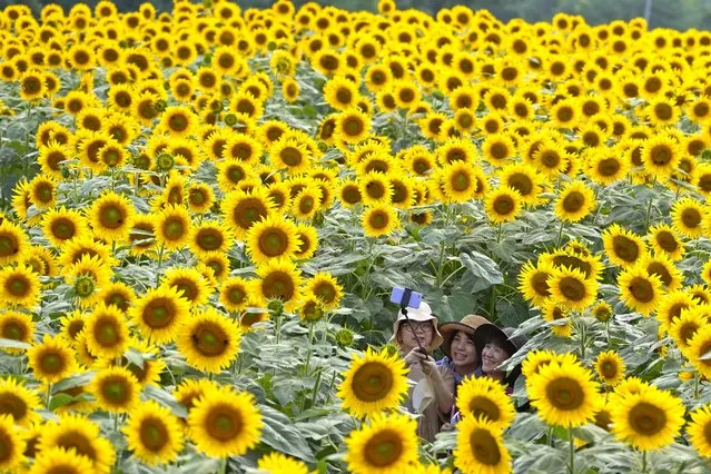 Visitors pose for a selfie in a sunflower field in Hokuto city, Yamanashi prefecture Tuesday, August 9, 2022. The city, known for its longest hours of sunshine per year in Japan, draws a lot of tourists during its sunflower summer festival. (Photo by Shuji Kajiyama/AP Photo)