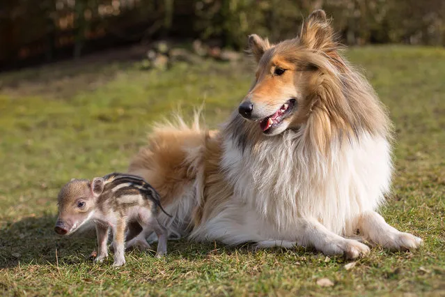 A young Elsa, boar piglet sits beside her new friend Ziva the collie in Dillenburg, Germany on August 5, 2016. After a near death experience in the woods, this little boar piglet found some new furry friends and a home. Ziva the collie and Leopold the Bengal cat welcomed Elsa with open arms when the piglet lost her mother and the rest of her family in the woods. She was brought to Wild Animal Rescue Schelder Forest (WARSF) in Dillenburg, Germany to be looked after by animal lovers Werner and Angelika Schmaing.  (Photo by Animal Press/Barcroft Images)