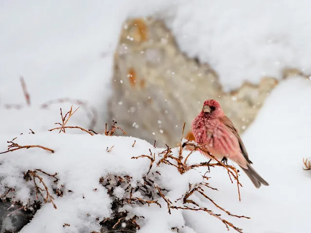 A great rosefinch is seen in Mount Qomolangma National Nature Reserve in southwest China's Tibet Autonomous Region, May 2, 2020. (Photo by Xinhua News Agency/Rex Features/Shutterstock)