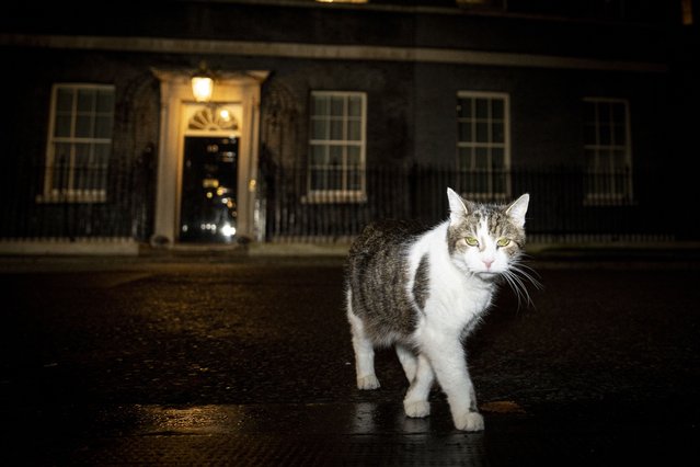 Larry the cat walks outside 10 Downing Street while Denmark Prime Minister Mette Frederiksen visits with United Kingdom Prime Minister Keir Starmer in London, United Kingdom, 04 February 2025. Starmer is hosting Frederiksen for a working dinner where they will discuss security and migration in Europe. (Photo by Mads Claus Rasmussen/EPA)