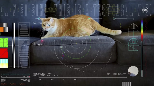 This image shows a frame from a 15-second ultra-high-definition video featuring a cat named Taters which was streamed via laser from deep space by NASA on December 11, 2023. It was part of the technology demonstration known as Deep Space Optical Communications (DSOC), which is attached to the Psyche spacecraft traveling to the asteroid belt between Mars and Jupiter. The video was loaded into Psyche's laser experiment long before the spacecraft blasted off to a metal-rich asteroid in October. (Photo by NASA via AP Photo)