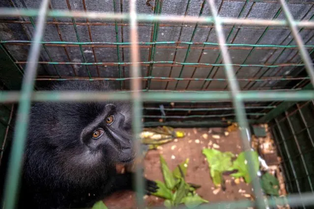 This picture shows a Celebes crested macaque in a cage during a press conference by the Nature Conservation Agency and police showing protected endemic animals seized from illegal traders at the regional police headquarters in Surabaya on August 26, 2022. (Photo by Juni Kriswanto/AFP Photo)