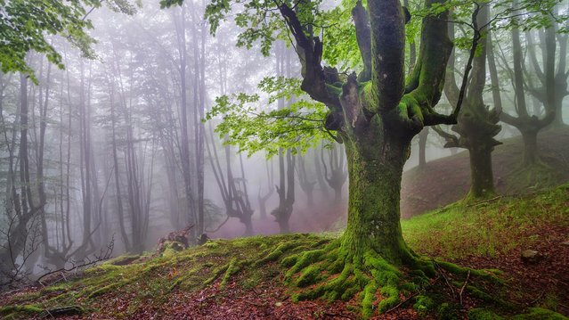 A Mystical Forest In Spain