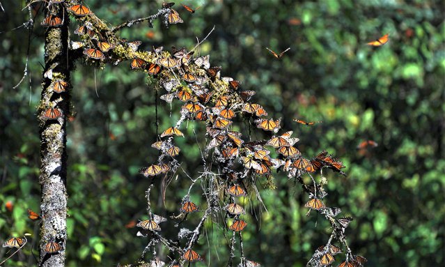 Monarch butterflies rest on a tree branch at Piedra Herrada sanctuary in the mountains near Valle de Bravo, Mexico, Wednesday, January 4, 2023. (Photo by Marco Ugarte/AP Photo)