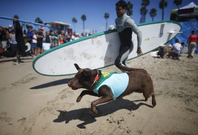A dog runs down the beach to compete in the 6th Annual Surf City surf dog contest in Huntington Beach, California September 28, 2014. (Photo by Lucy Nicholson/Reuters)