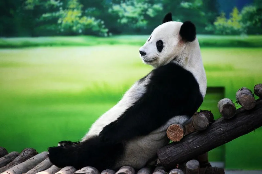 Ten-year-old giant panda Xin Yue
