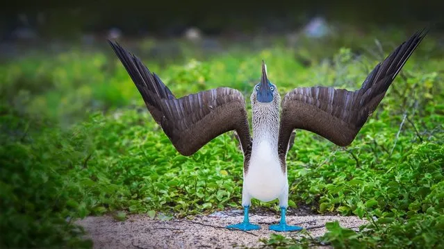 Blue-Footed Booby