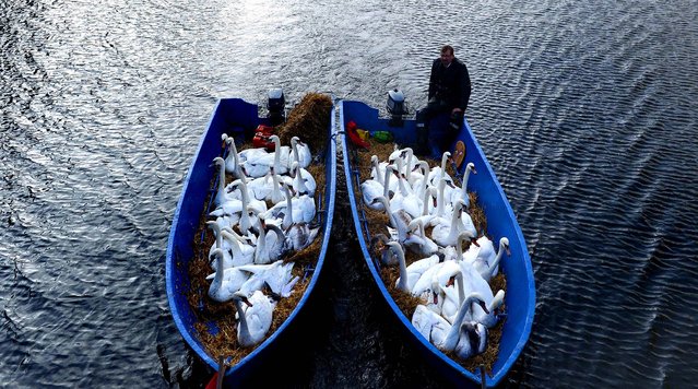 Swans look out of boats as they are transported to their wintering grounds on the Alster River in Hamburg, Germany, November 20, 2012. (Photo by David Hecker/Dapd)
