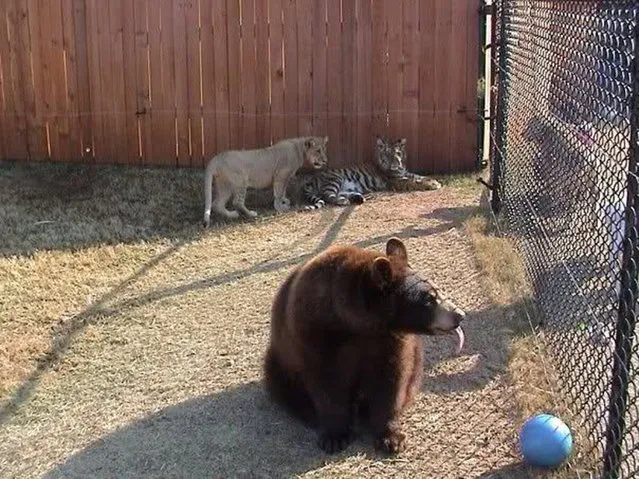 Lion, Tiger, Bear