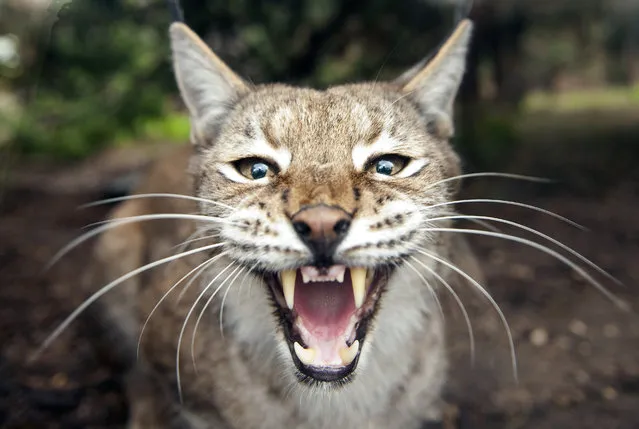 A picture taken on October 16, 2014 shows an Eurasian lynx at the zoological park of the eastern French city of Amneville. (Photo by Jean-Christophe Verhaegen/AFP Photo)