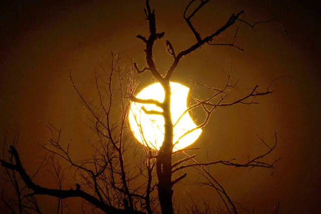 Tree branches are silhouetted against the sun during a partial eclipse as seen from Paynes Prairie Thursday, October 23, 2014, in Gainesville, Fla. (Photo by Matt Stamey/AP Photo/The Gainesville Sun)
