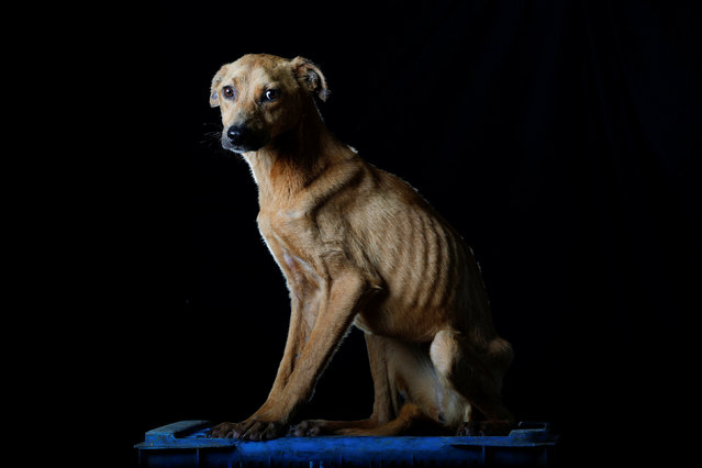Sonrisa is pictured at the Famproa dogs shelter in Los Teques, Venezuela August 16, 2016. “Sonrisa (smile), was given that name, because when someone approached her, she was frightened as if she were being beaten, but showing her teeth as if were smiling”, said Maria Silva who takes care of dogs at the shelter. Sonrisa died the following week after the photo was taken. (Photo by Carlos Garcia Rawlins/Reuters)