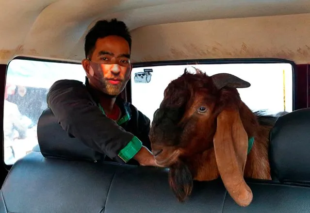 A man wearing a protective face mask is pictured with a goat inside a car in Jakarta, Indonesia, July 30, 2020. (Photo by Ajeng Dinar Ulfiana/Reuters)