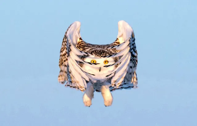 The owl in flight in Canada. (Photo by Sue Dougherty/Caters News Agency)