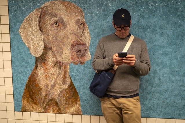 A subway passenger reads messages on his iPhone in front of a mural of artist William Wegman's famous Weimaraner at the 23rd Street MTA station on May 9, 2025 in New York City. Stationary Figures was the program commissioned by the MTA Arts & Design, a program that brings public art to the New York City subway. (Photo by Robert Nickelsberg/Getty Images)