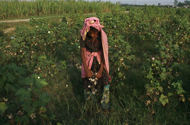A girls plucks cotton blooms from a field on the outskirts of Faisalabad, Pakistan, August 27, 2015. (Photo by Fayyaz Hussain/Reuters)