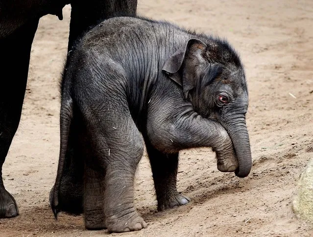 A five-day-old Asian elephant calf walks around his enclosure at the Melbourne Zoo. (Photo by William West/AFP Photo)