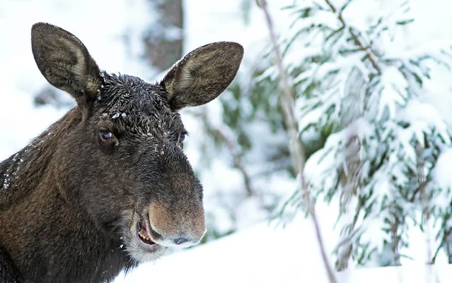 'Laughing moose'. (Photo by Sami Rahkonen/Comedy Wildlife Photography Awards/Mercury Press)