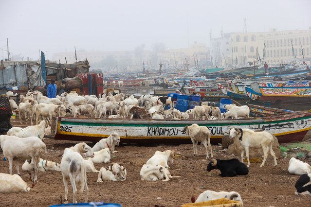 Senegalese prepare for the upcoming Muslim holy festival Eid-Al-Adha, also locally known as “Tabaski” in Volofian language, as the people of St. Louis and Dakar host sheep markets on every corner in Dakar, Senegal on May 27, 2025. Some Senegalese carry them on top of their cars, some on top of public transportation vehicles and take them to their homes. Especially on intercity roads, it is a common sight to see sheep skillfully tied to the tops of buses or vehicles. (Photo by Cem Ozdel/Anadolu via Getty Images)