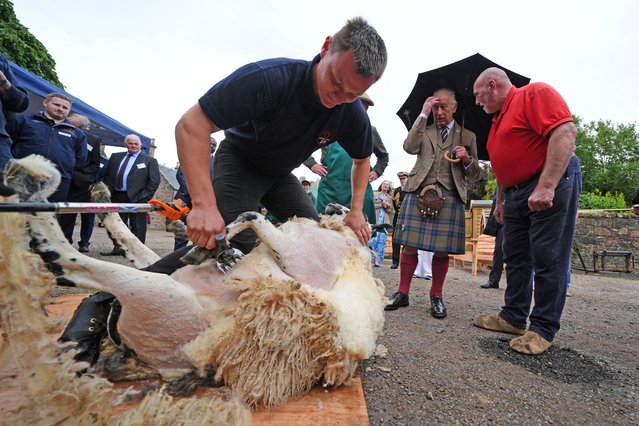 Britain's King Charles watches a sheep being sheared as he visits Campbeltown Farmers' Market at Campbeltown Heritage Centre, as part of his trip to Scotland for Holyrood Week, in Campbeltown, Scotland, Britain on July 3, 2025. (Photo by Andrew Milligan/Pool via Reuters)