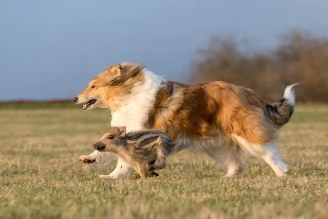 Ziva, a collie, helps to look after baby animals taken in by Angelika and Werner Schmaing in Oberscheld, Germany. They run Schelder Forest Wild Animal Rescue where they provide emergency care to injured and orphaned birds and mammals. (Photo by Werner Schmaing/Caters News Agency)