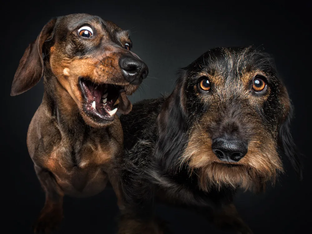 Dogs' Reactions to Treat Time