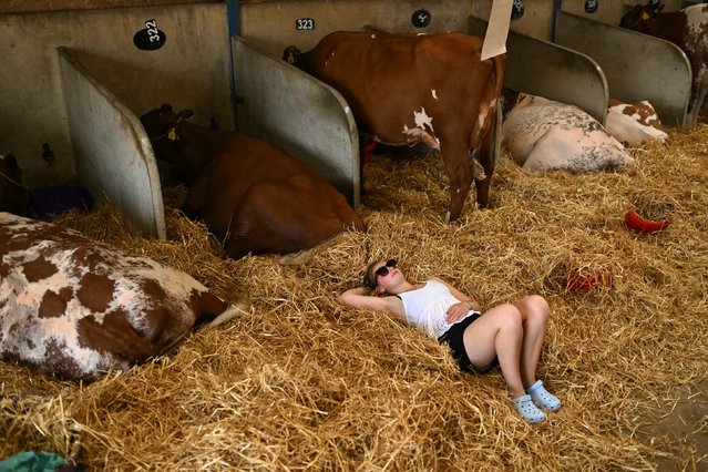A person rests among Dairy Shorthorn cattle on the third day of the Great Yorkshire Show in Harrogate, England, on Thursday, July 10. The agricultural show, first held in 1838, showcases all aspects of country life. (Photo by Oli Scarff/AFP Photo)