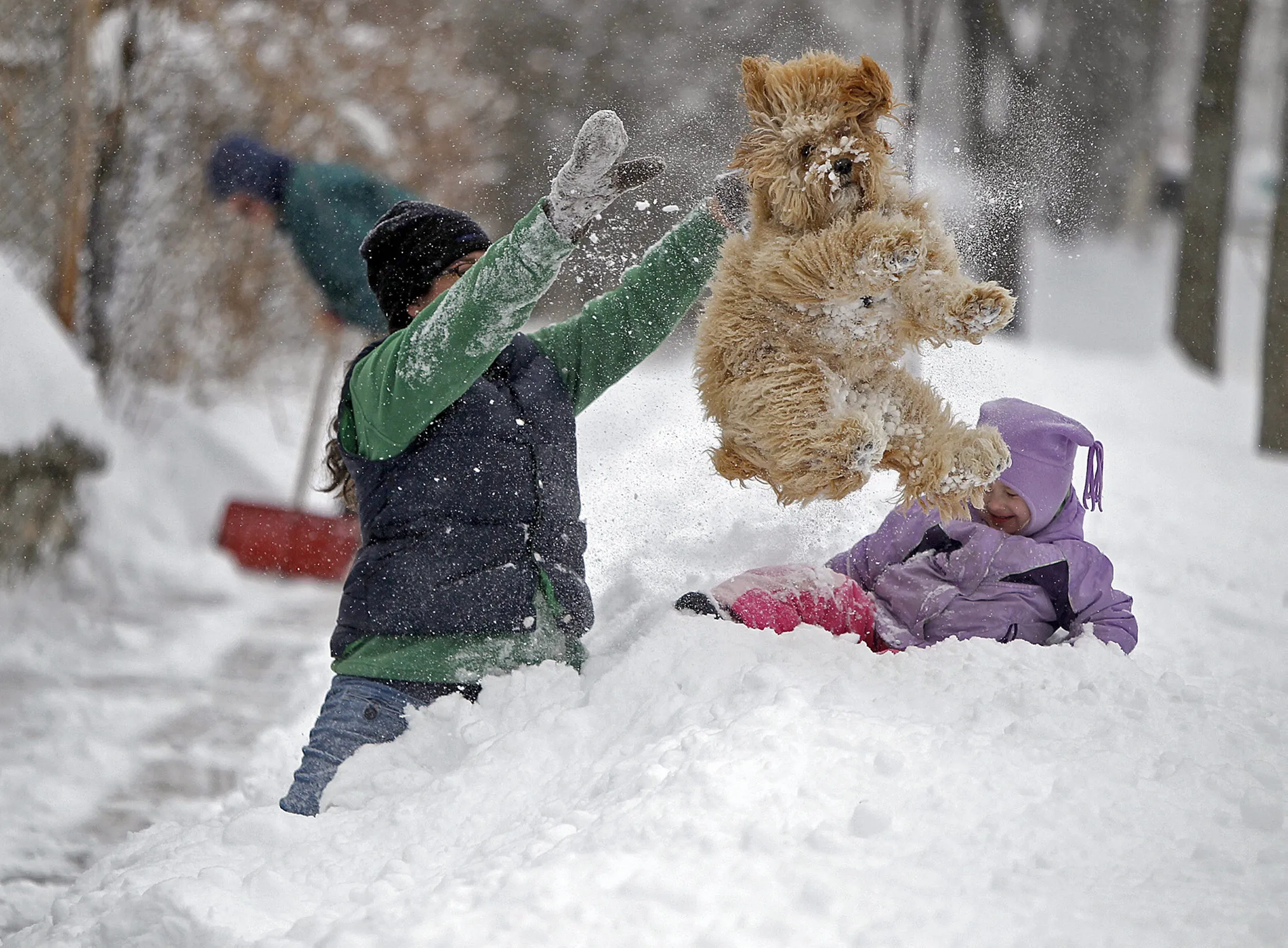Зима картинки весело. Радость зимой. Животные радуются снегу. Собака радуется снегу. Зима весело.