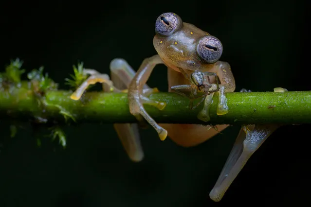 Winner – Behaviour, Amphibians and Reptiles: Life in the balance by Jaime Culebras, Spain. A Manduriacu glass frog snacks on a spider in the foothills of the Andes, northwestern Ecuador. After a four hour trek in the rain, Culebras was thrilled to spot one small frog clinging to a branch, its eyes like shimmering mosaics. This is the first picture of this newly discovered species feeding. (Photo by Jaime Culebras/Wildlife Photographer of the Year 2020)